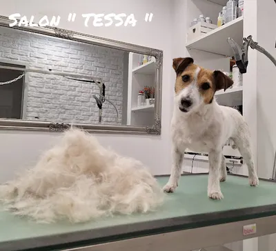 "TESSA" Salon pielęgnacji zwierząt